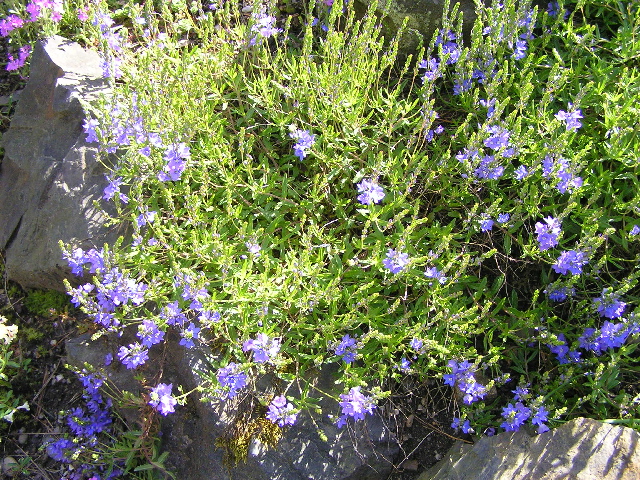 veronika prostrata-rozrazil.jpg