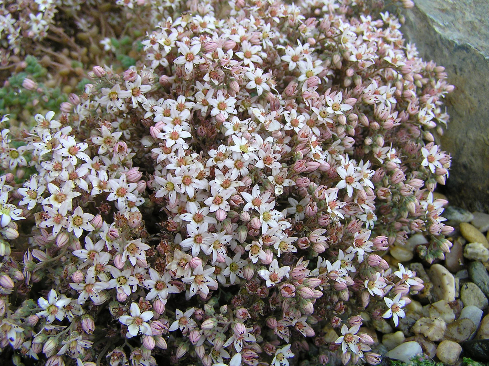 -sedum dasyphyllum - rozchodník