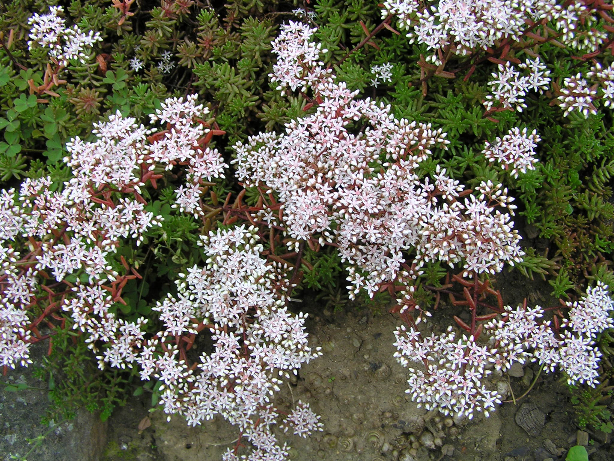 -sedum ochroleucum