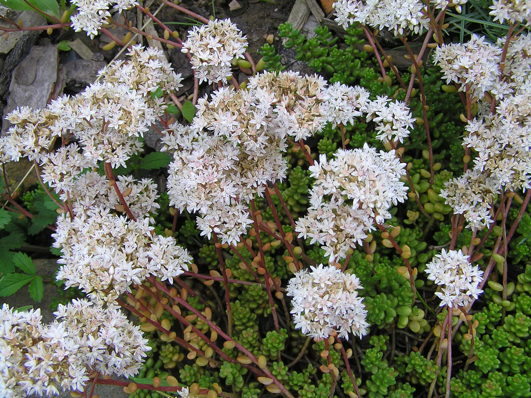 -sedum album - rozchodník bílý