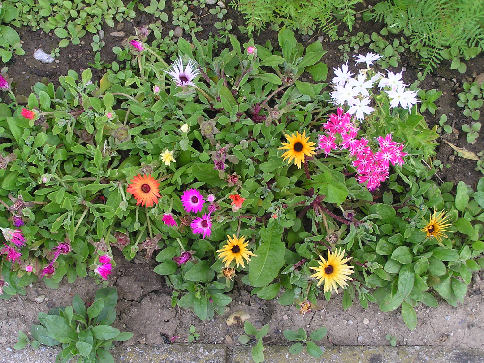 delosperma