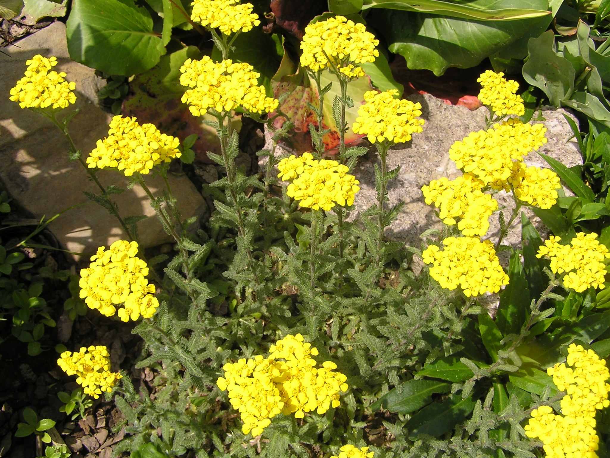 -achillea tomentosa