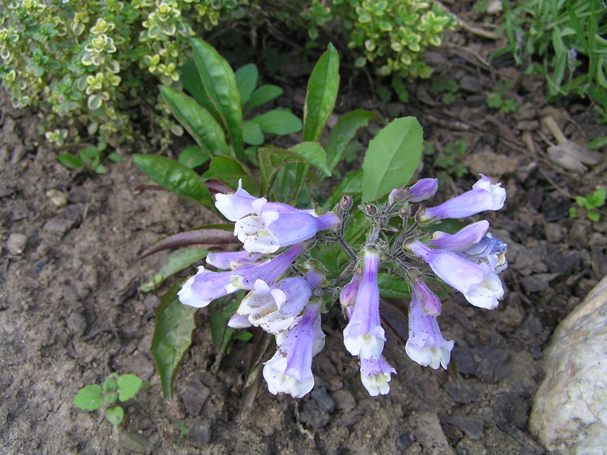 -penstemon hirsutus -dračík