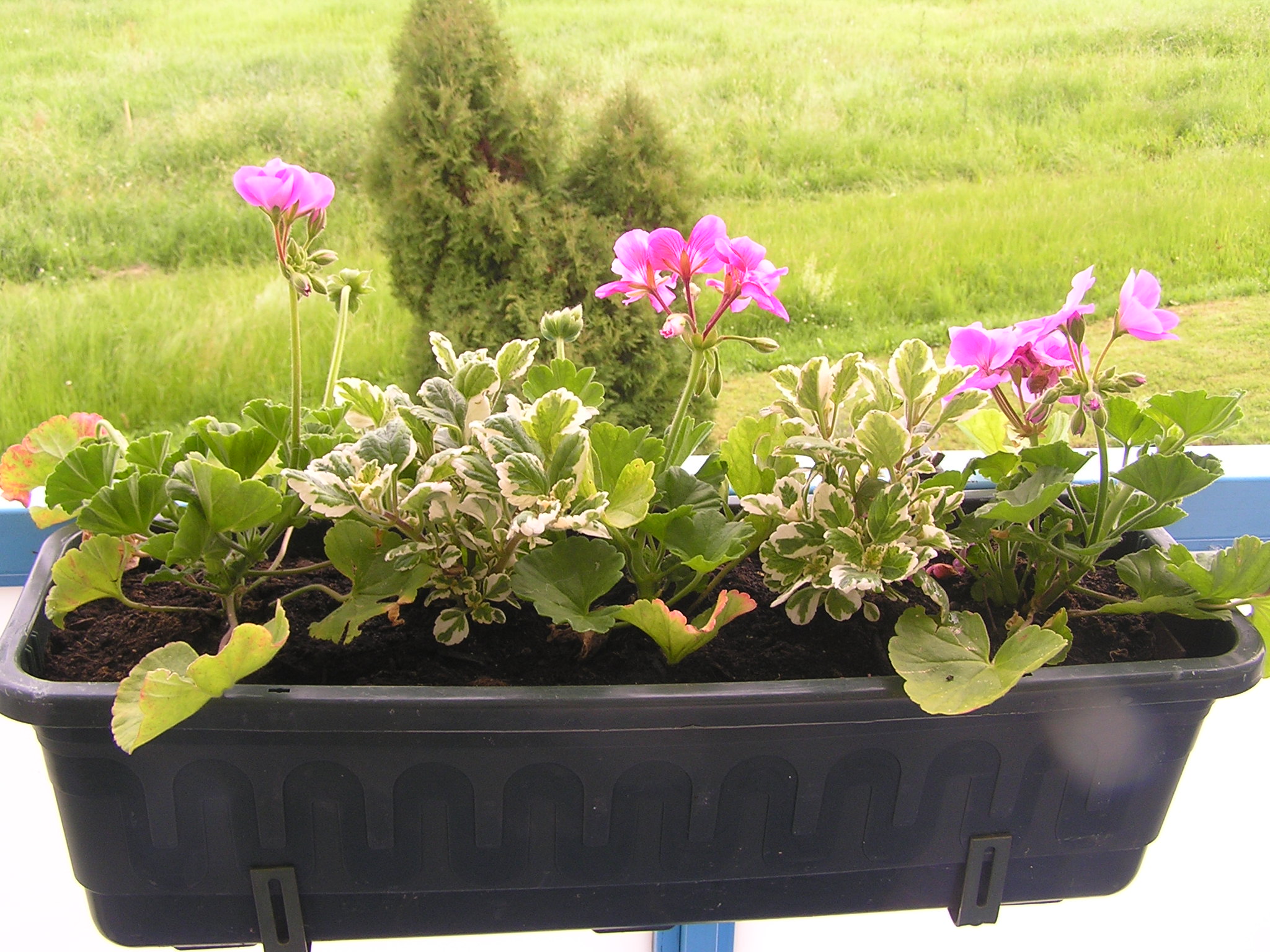 pelargonie2010