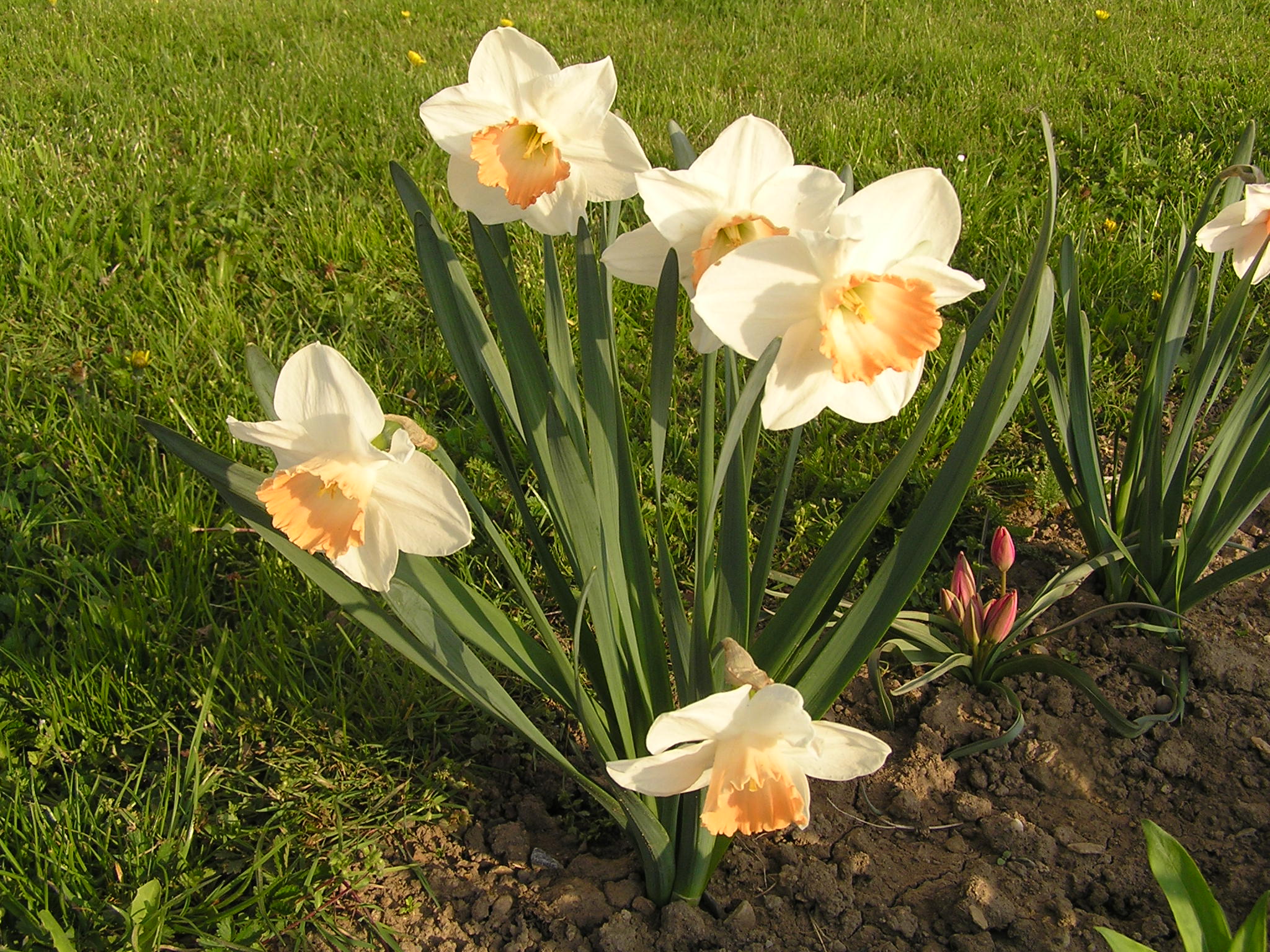 narcisky