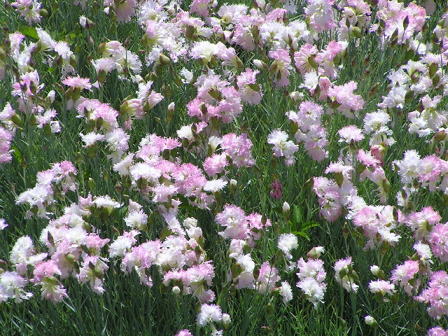 -dianthus -karafiátky