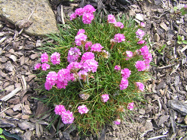 -armeria - travnička