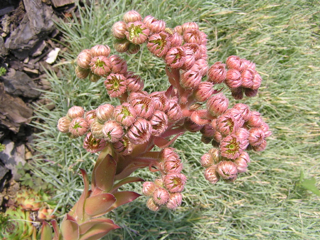 -sempervivum - netřesk