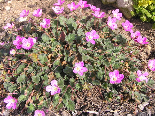 -geranium columbinum - kakost holubičí
