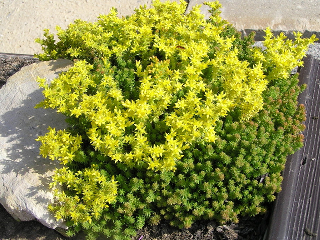 -sedum acre - rozchodník