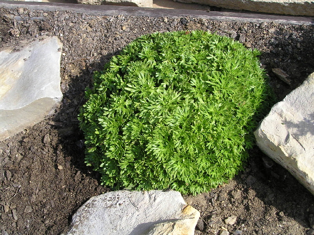 -saxifraga arendsii - lomikámen