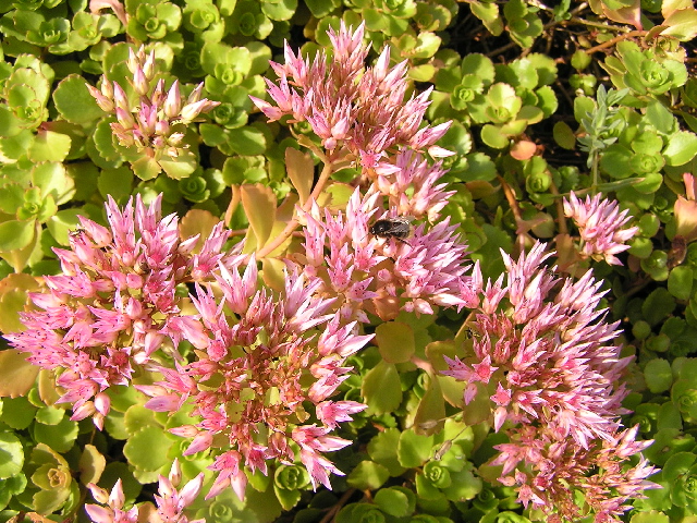 -sedum spurium - rozchodník