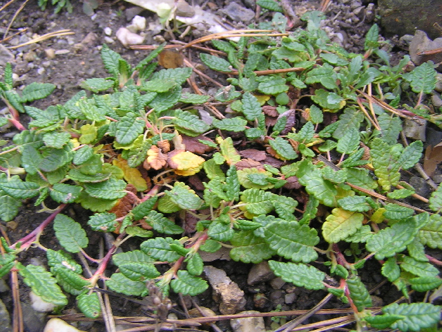 dryas octopetala-dryádka osmiplátečná