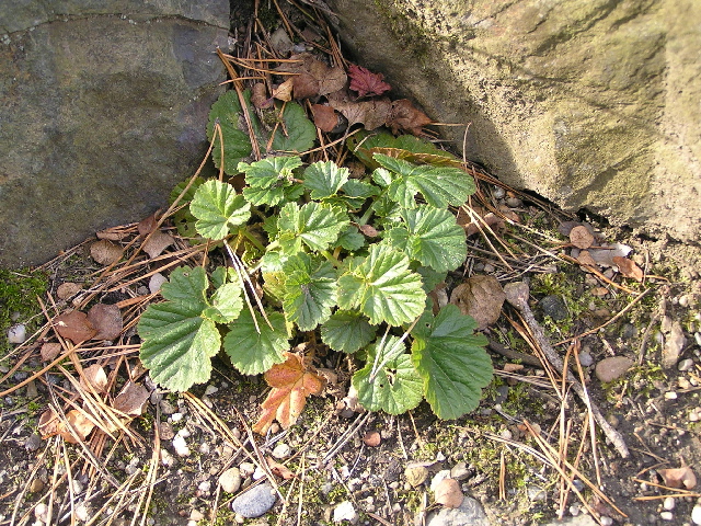 geranium-kakost