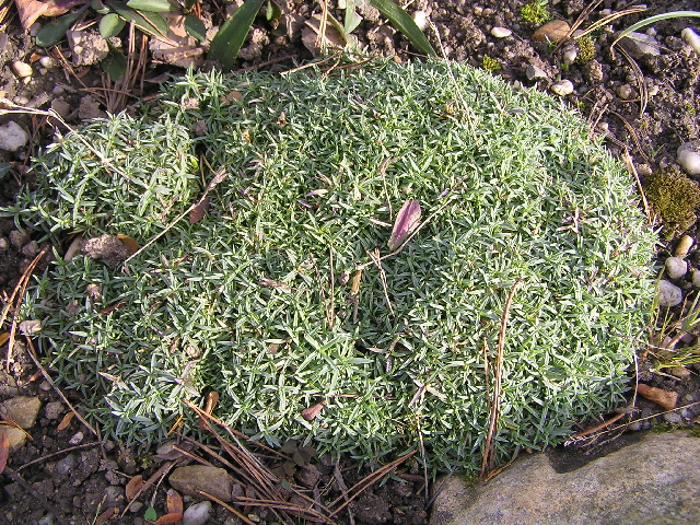 dianthus la bourboule-karafiát, hvozdík