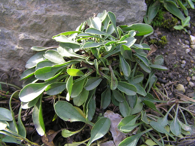 globularia bisnagarica-koulenka prodloužená
