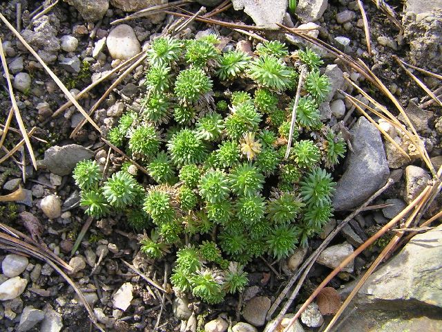 petrocallis pyrenaica-krasoskalník