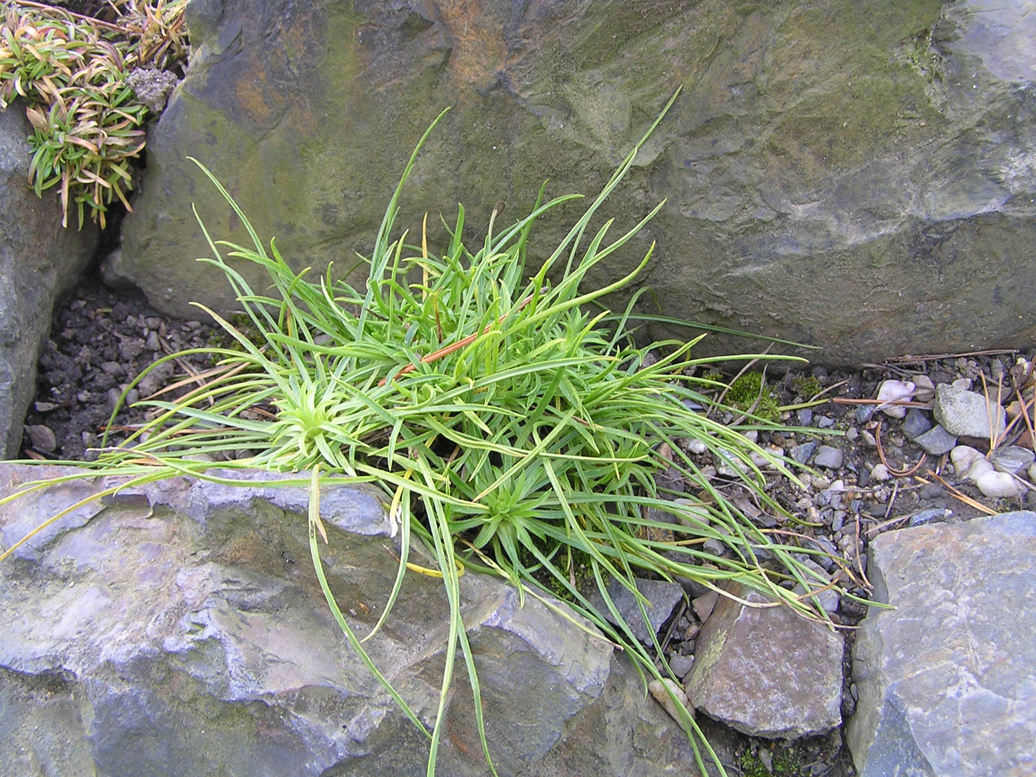 edraianthus pumilio-modroušek