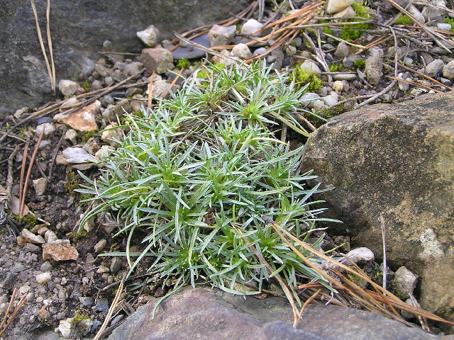 edraianthus graminifolius-modroušek
