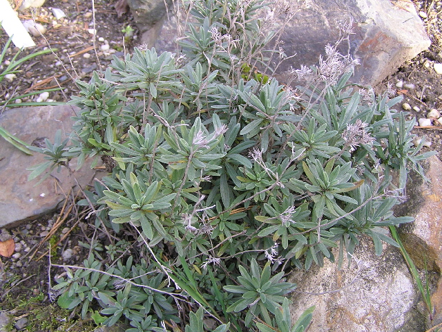 moltkia coeruela