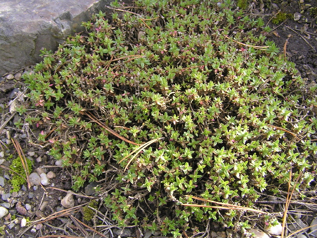 alternaria montana-písečnice