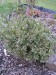 buxus sempervirens elegantisima - zimostráz