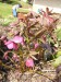 -helleborus - čemeřice