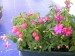 fuchsie 