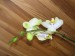 orchidej