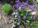 -wulfenia carinthiaca