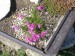 -phlox douglasii - plamenka 