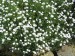 -cerastium lanatum - rožec