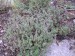 -thymus vulgaris - mateřídouška