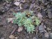 -saxifraga - lomikámen