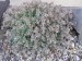 -sedum dasyphyllum