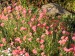 -helianthemum -devaterník