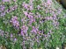 -thymus serpyllum - mateřídouška
