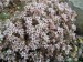 -sedum dasyphyllum - rozchodník