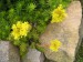 -sedum rupeste - rozchodník