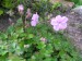 -geranium - kakost