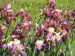 iris- kosatce