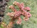 -sempervivum - netřesk