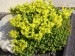 -sedum acre - rozchodník