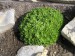 -saxifraga arendsii - lomikámen