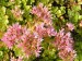 -sedum spurium - rozchodník